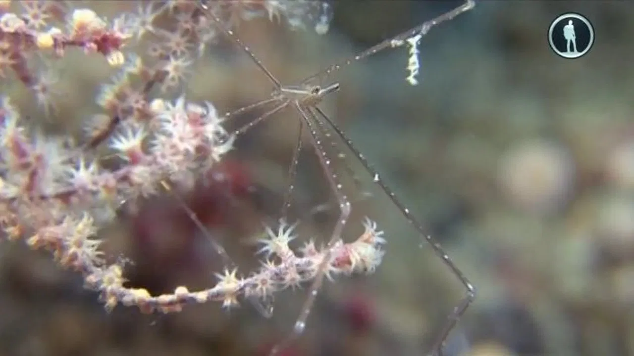 The Secret World of Crustaceans backdrop