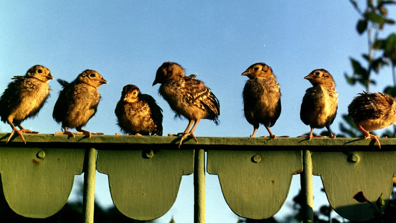 Kluci ze zámku backdrop