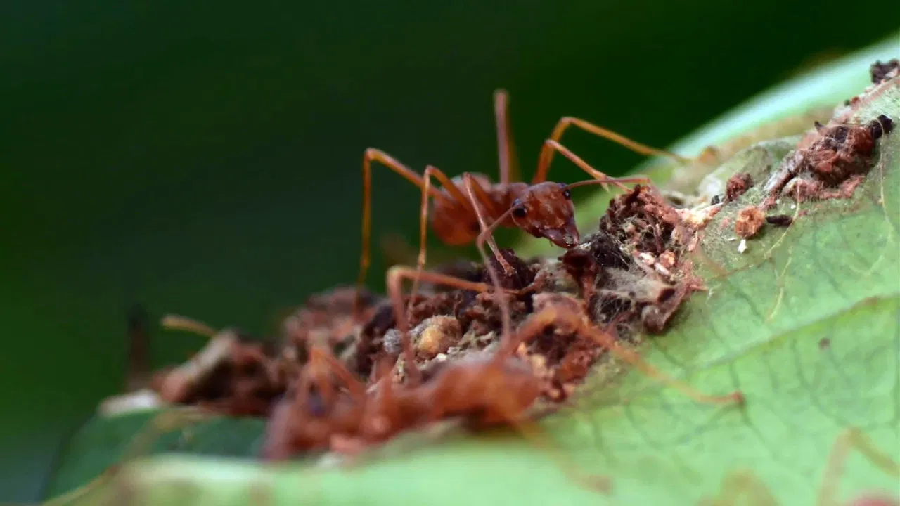The Besieged Fortress backdrop