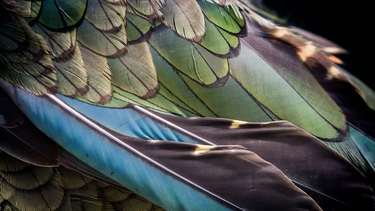 The Birds of Play backdrop
