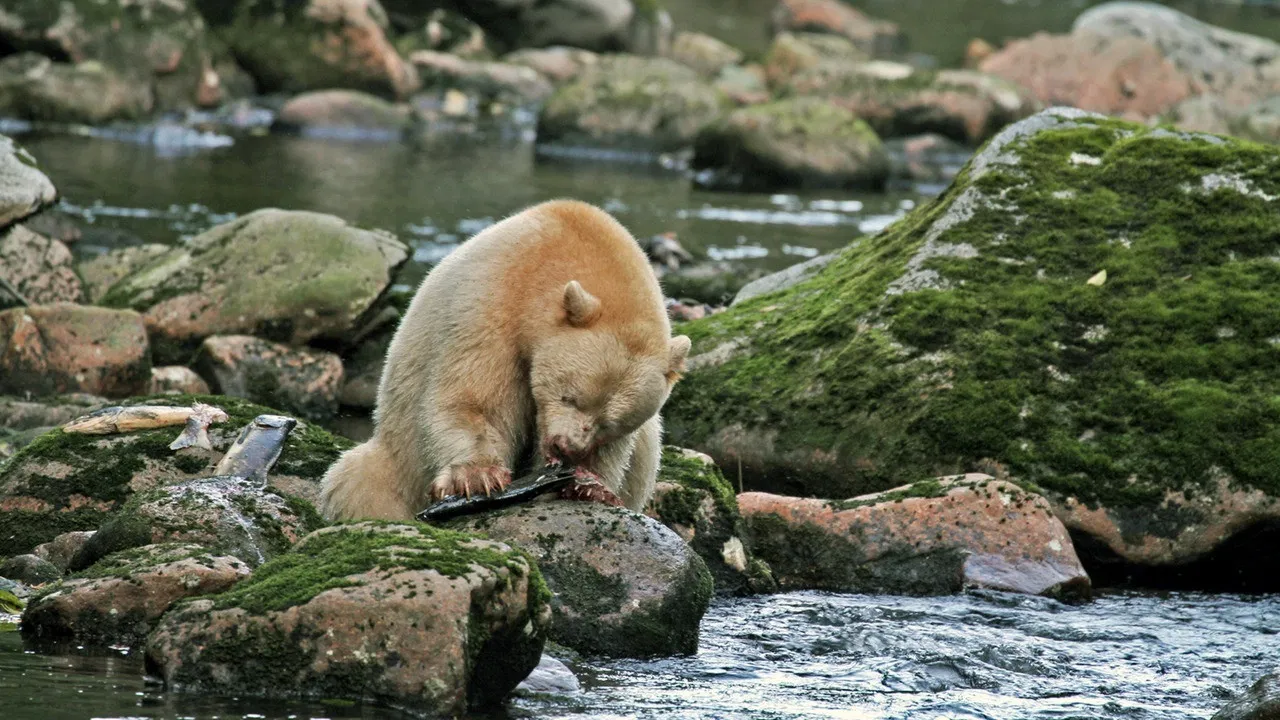 Der Wächter der Geisterbären backdrop
