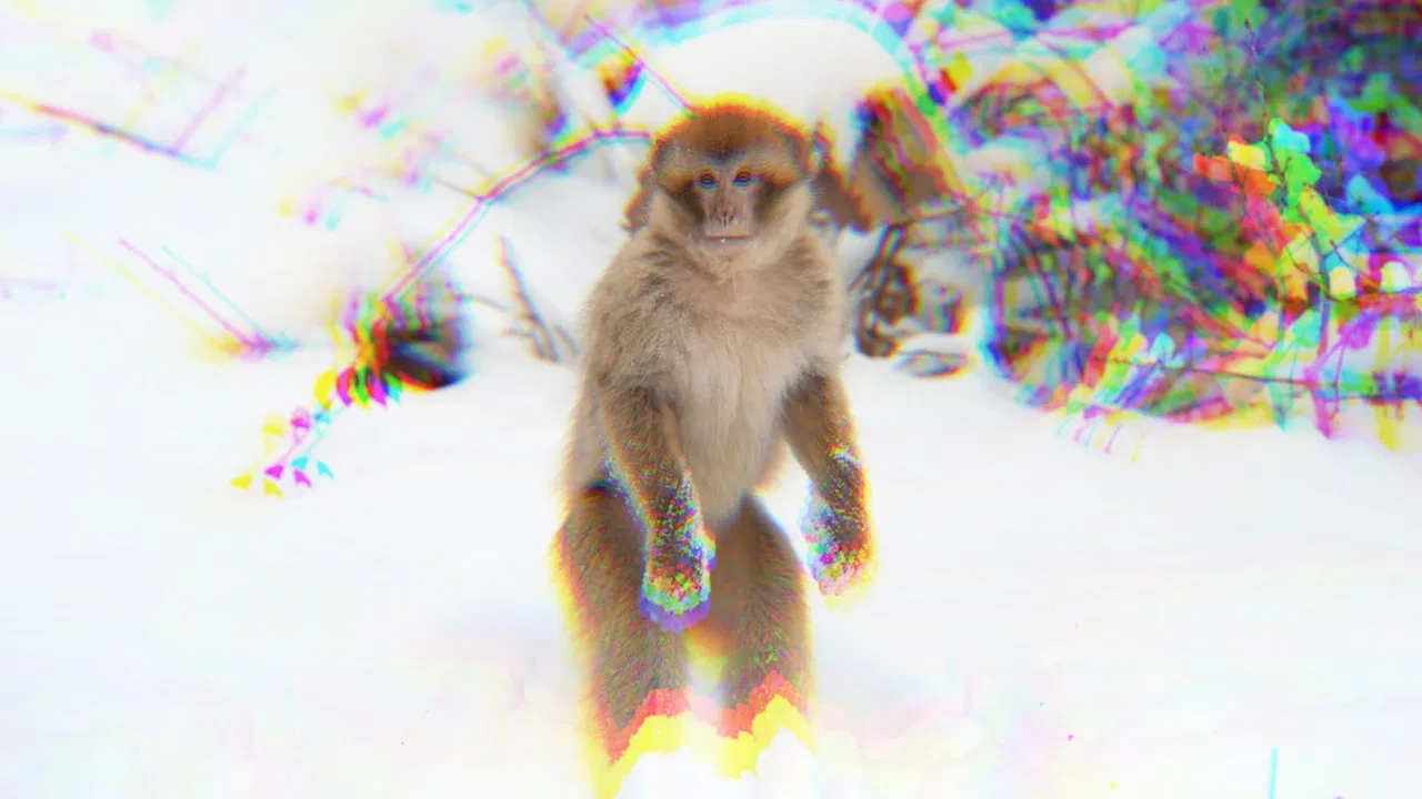 monkey facts. backdrop