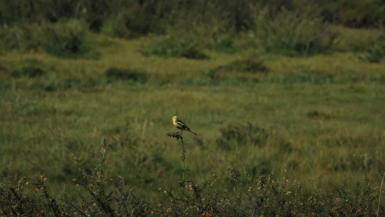 The Mountain Wagtail backdrop