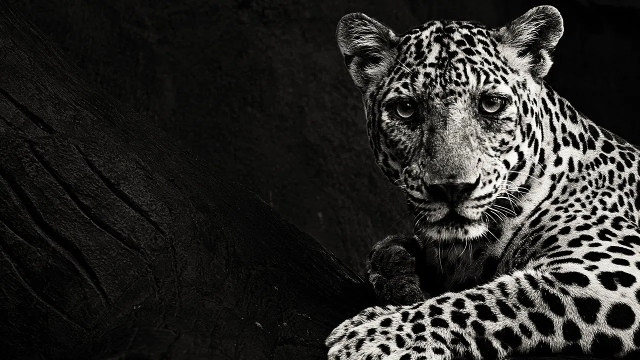 Hunt for the Shadow Cat backdrop