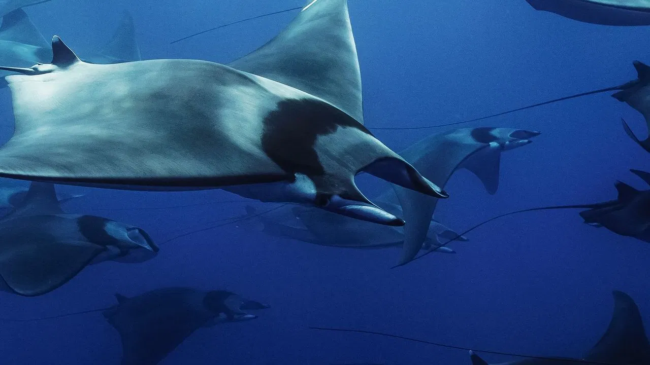 Mobula, la légende des diables backdrop