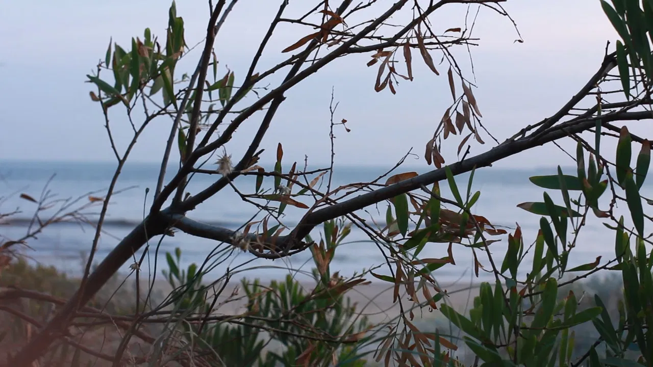 Nariño y la Rambla backdrop