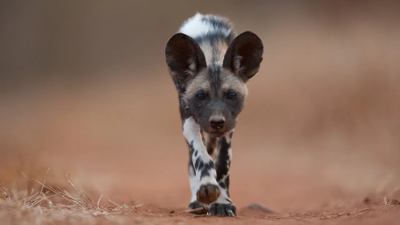 Dogs in the Land of Lions backdrop