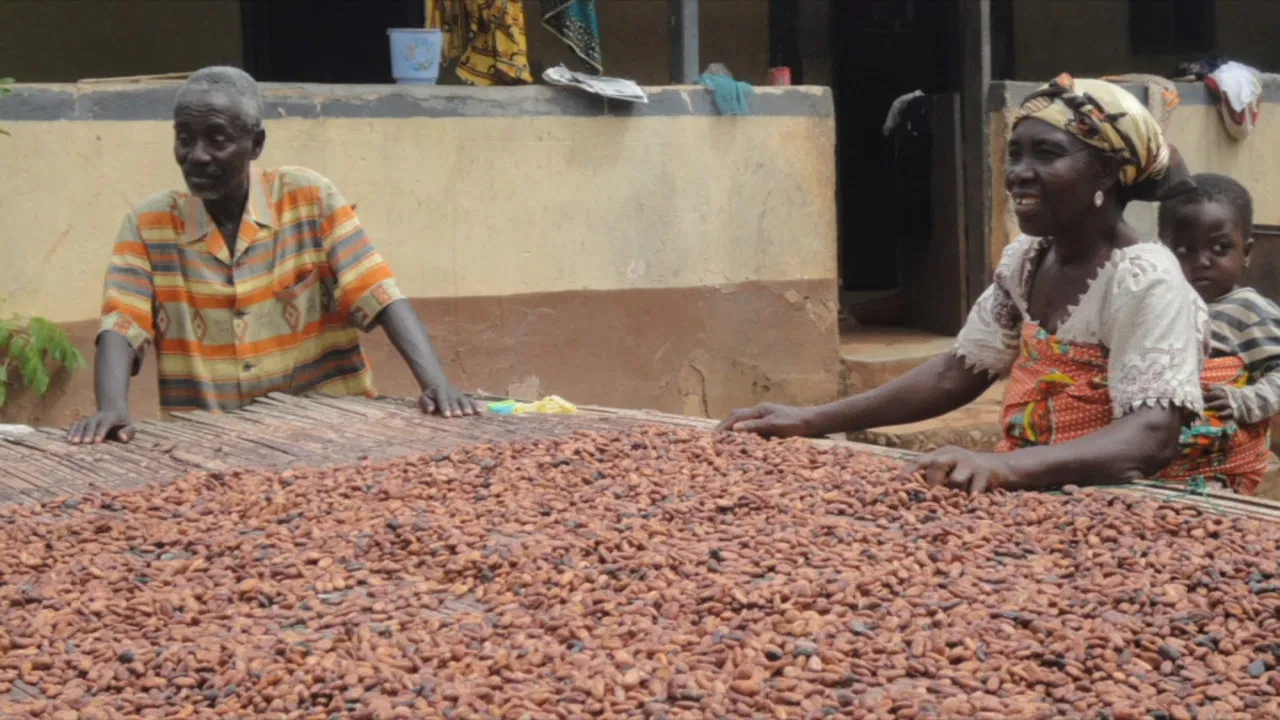 Doux-amer : cacao bio du Ghana backdrop