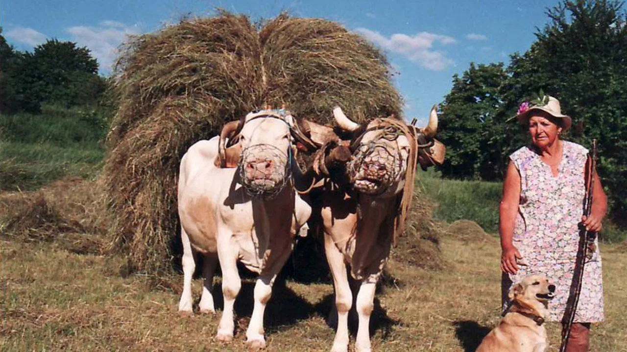 Les métiers d'autrefois : Femme Paysanne backdrop