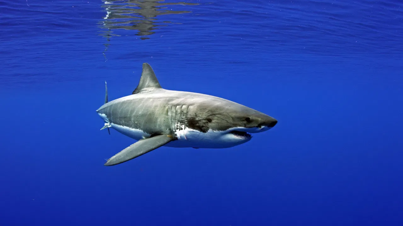 Kings of Baja backdrop