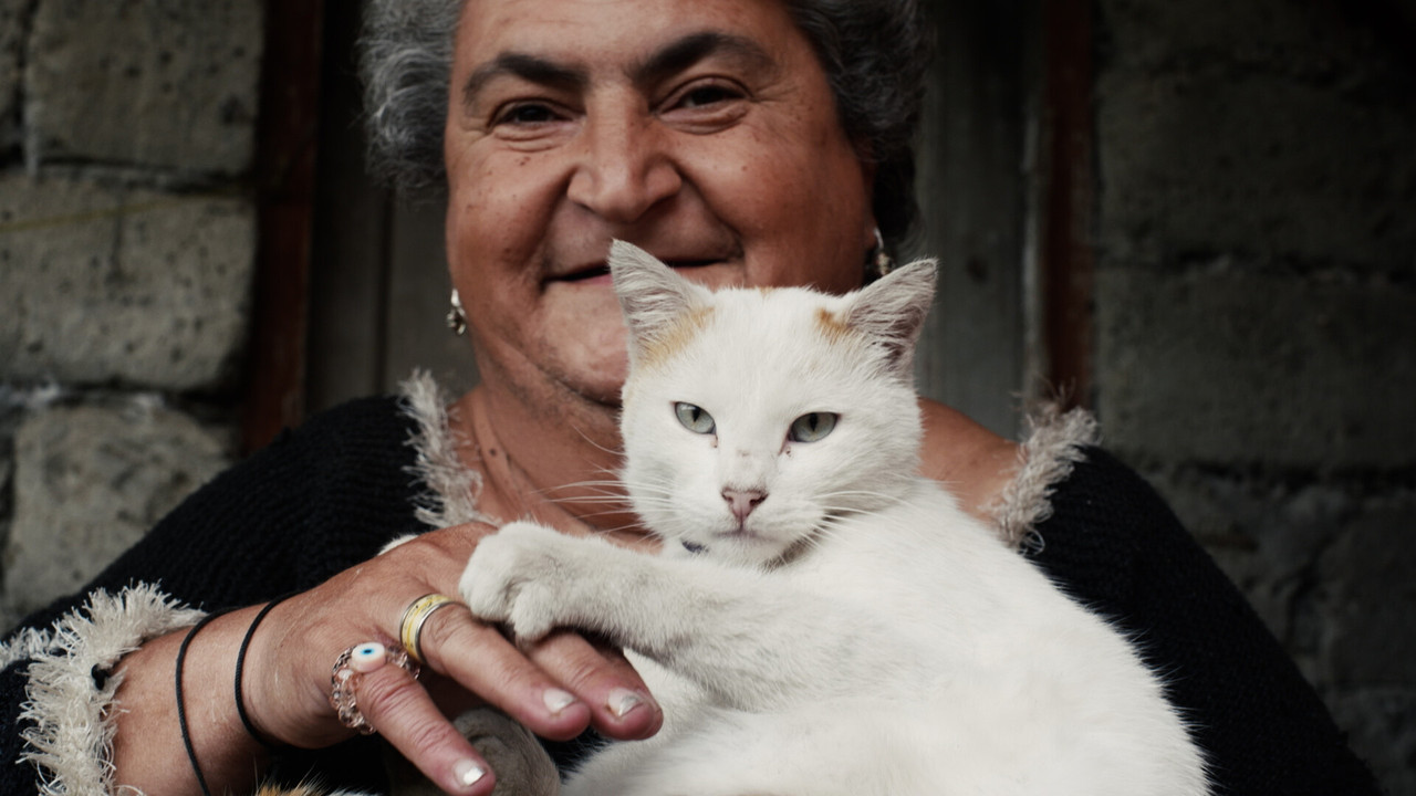 Death & Cats backdrop