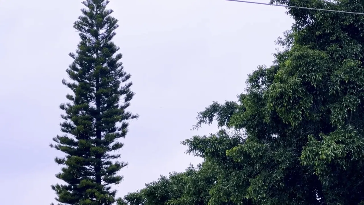 Evangelio (Gospel) backdrop