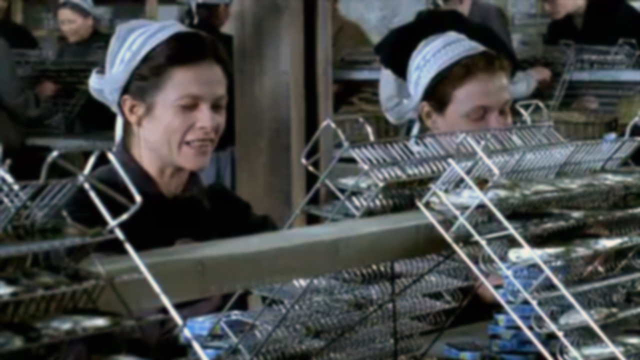 Penn sardines backdrop