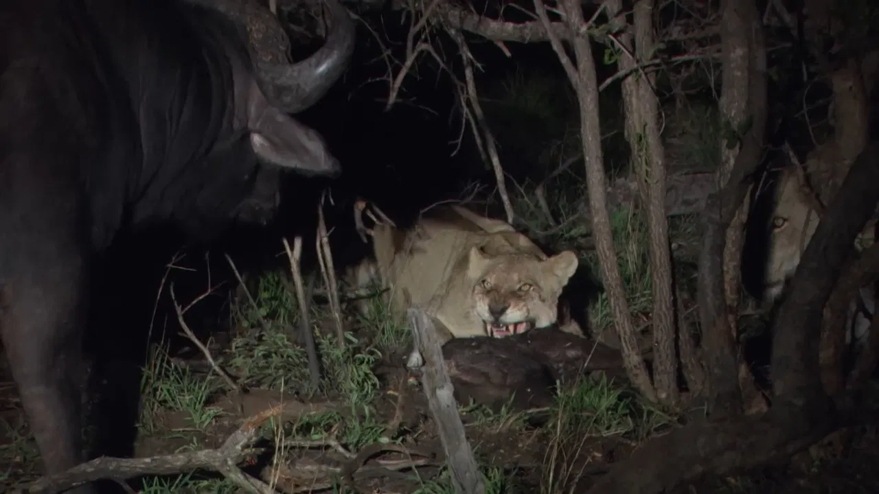 Predators in Peril backdrop