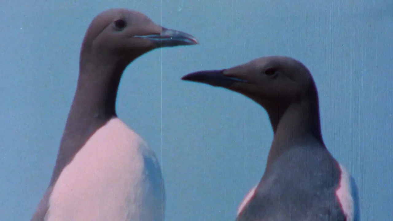 The Sounds of the Northern Forests backdrop