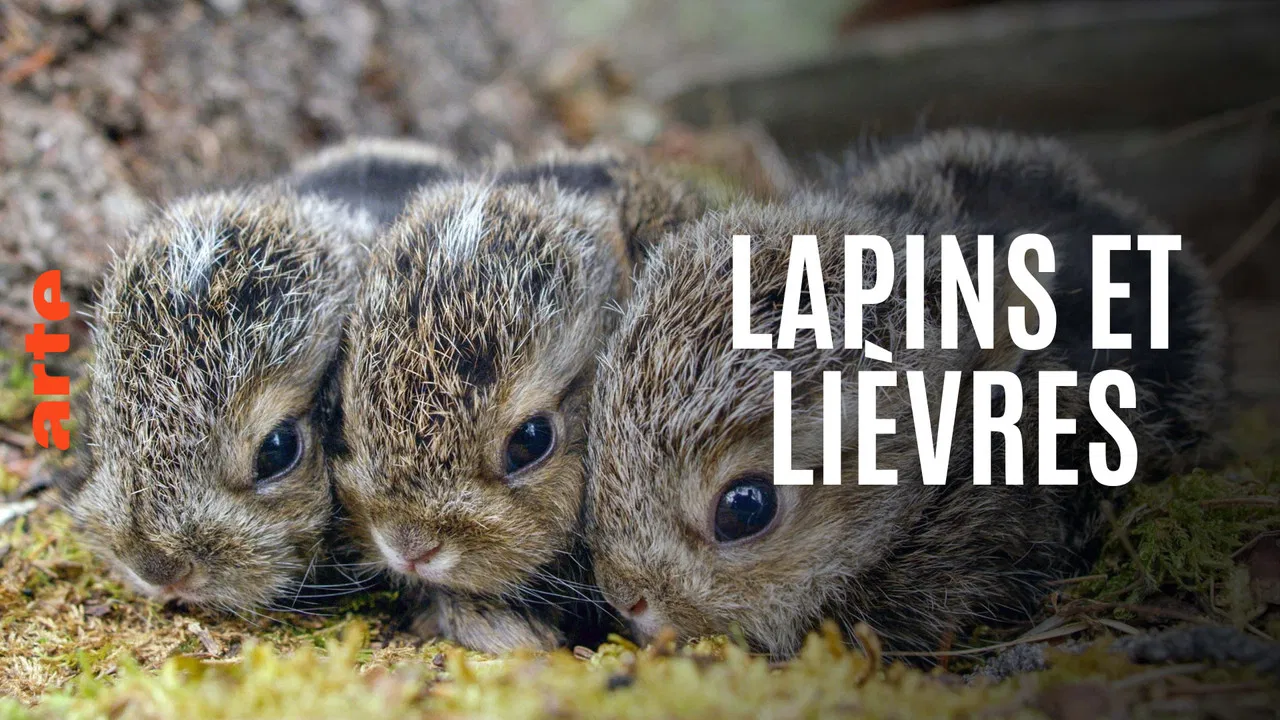 Lapins et lièvres - La Fabuleuse histoire des grandes oreilles backdrop