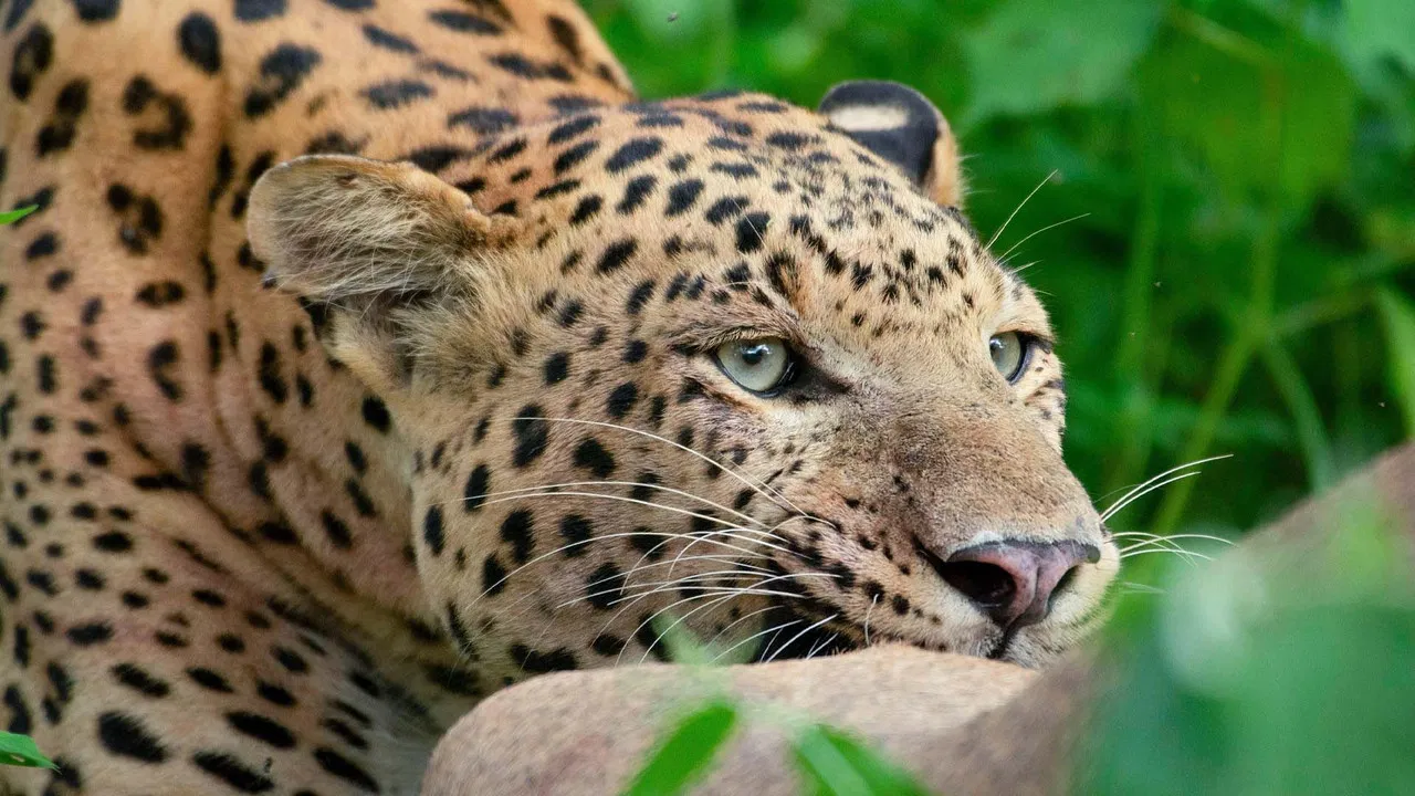 Leopard Dynasty – The Rise of Rana backdrop