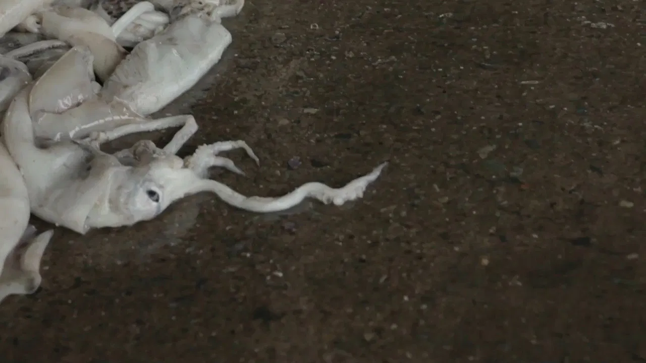 Describe the Color Red to a Blind Man backdrop