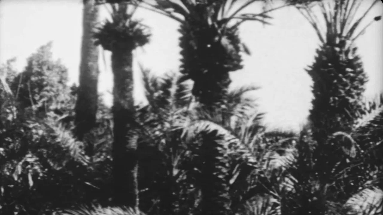 Festa Nuziale backdrop