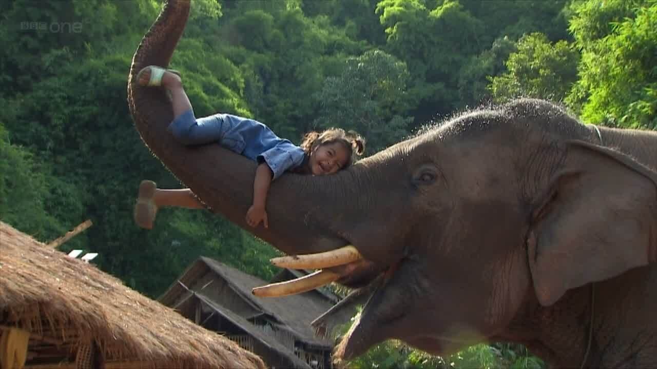 Super Smart Animals backdrop