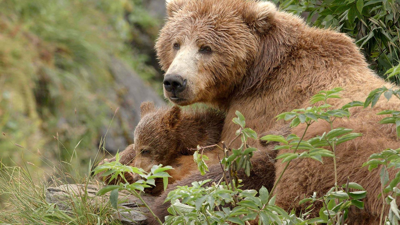 Alaska's Giant Bears backdrop