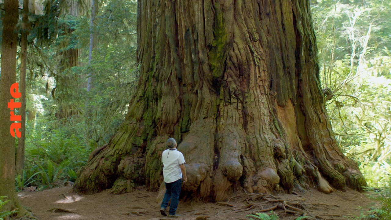 Terre de légendes backdrop