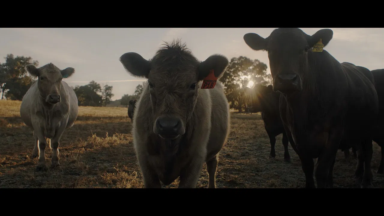 With the Cattle backdrop