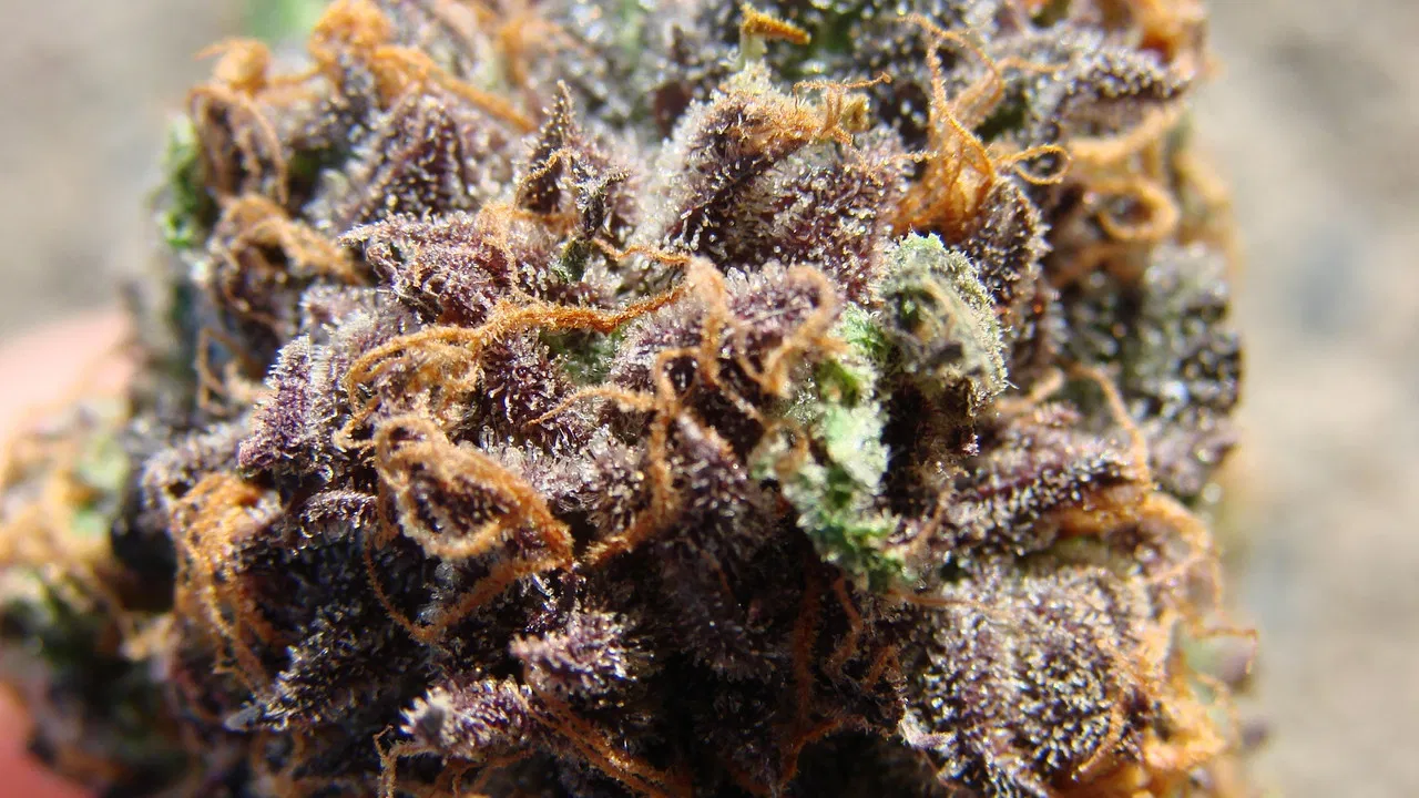 Cannabis: What's the Harm? backdrop