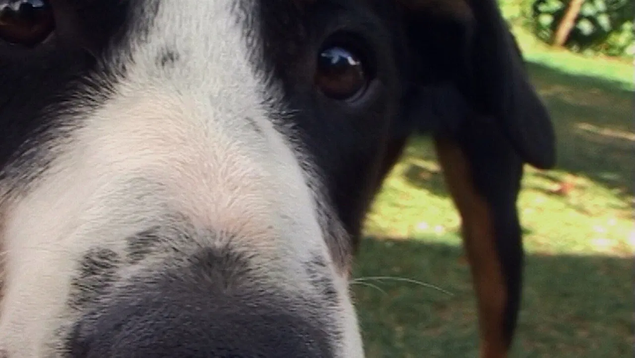 Olho Animal backdrop