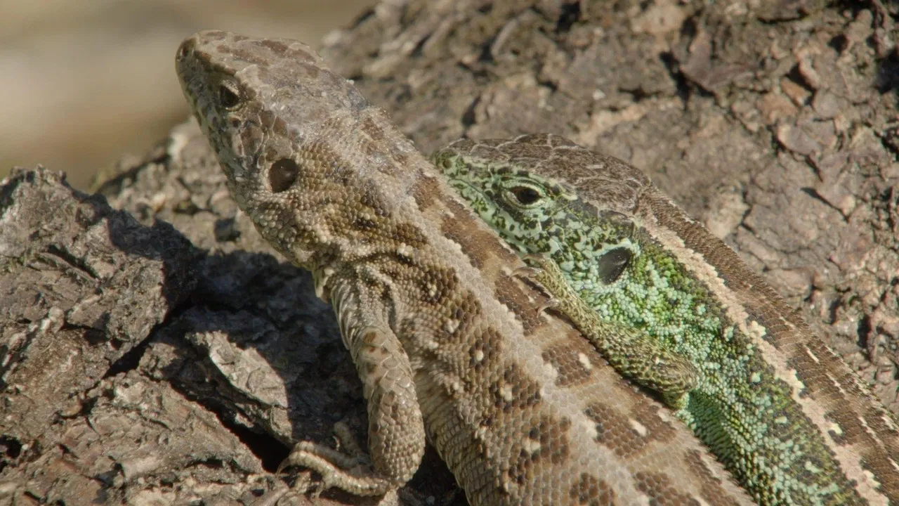Räuber in Westfalen - Neues Leben in Panzerspuren backdrop