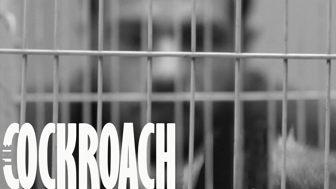 The Cockroach backdrop