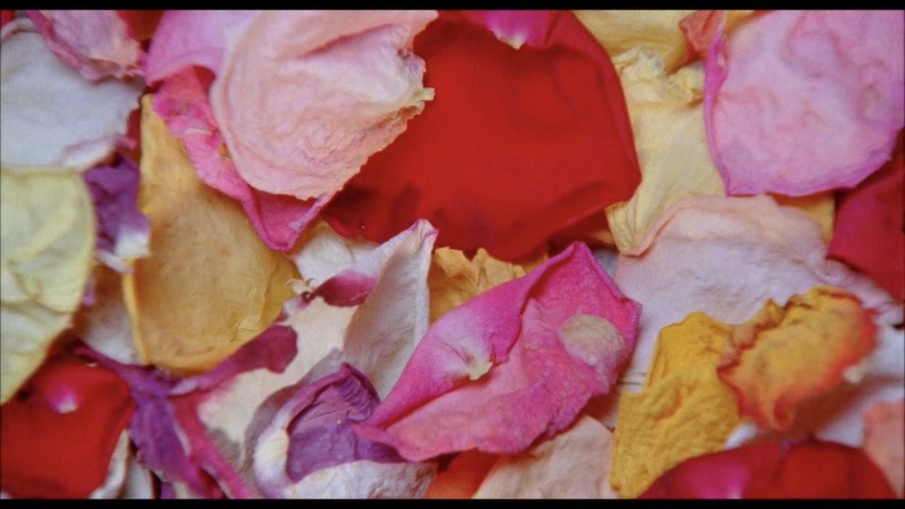 Cloud of Petals backdrop