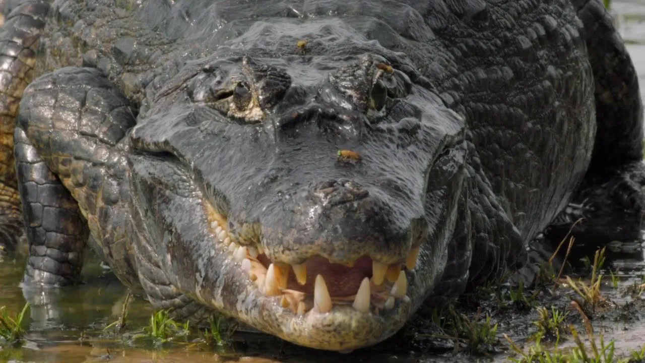 The Pantanal's Rebel Lake backdrop