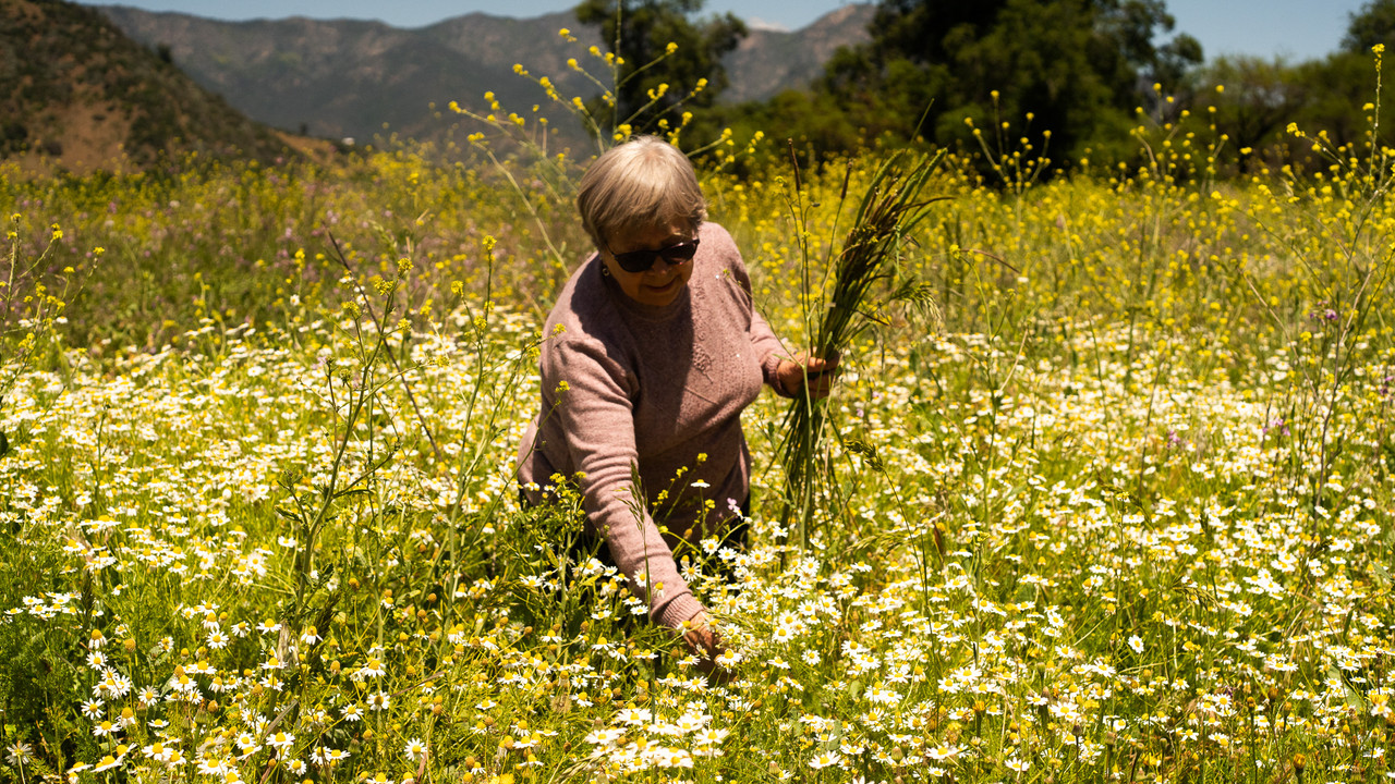 La casa, el lago y el trigo backdrop