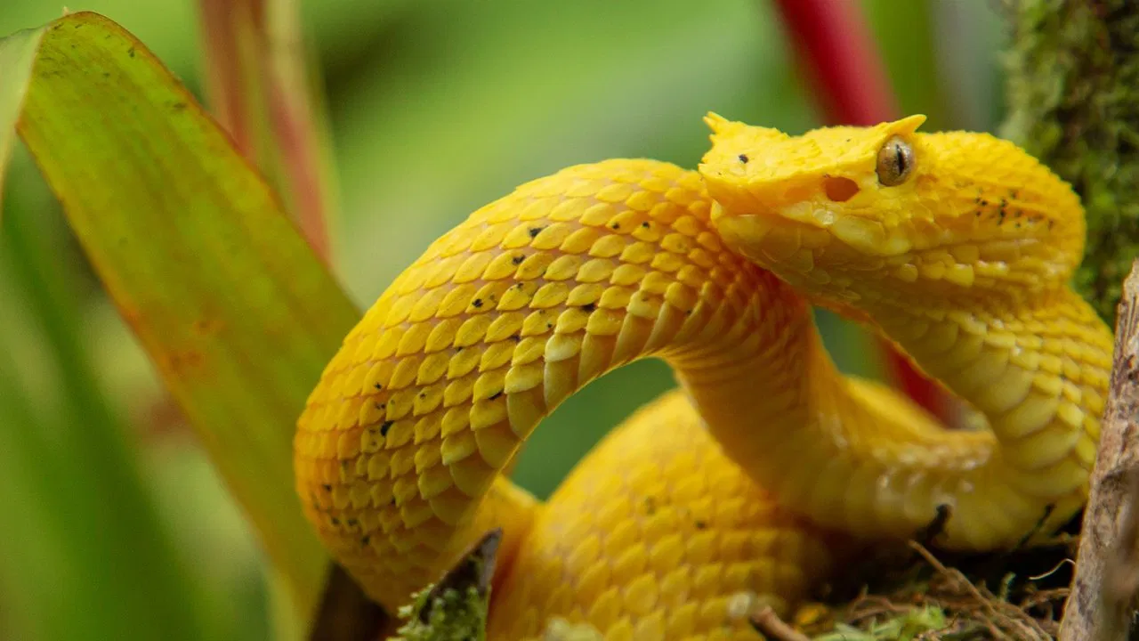 Wild Central America backdrop