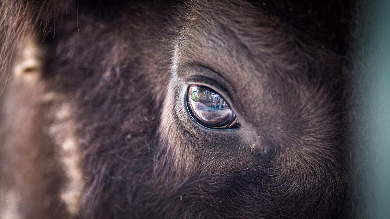 Europe's New Wild backdrop