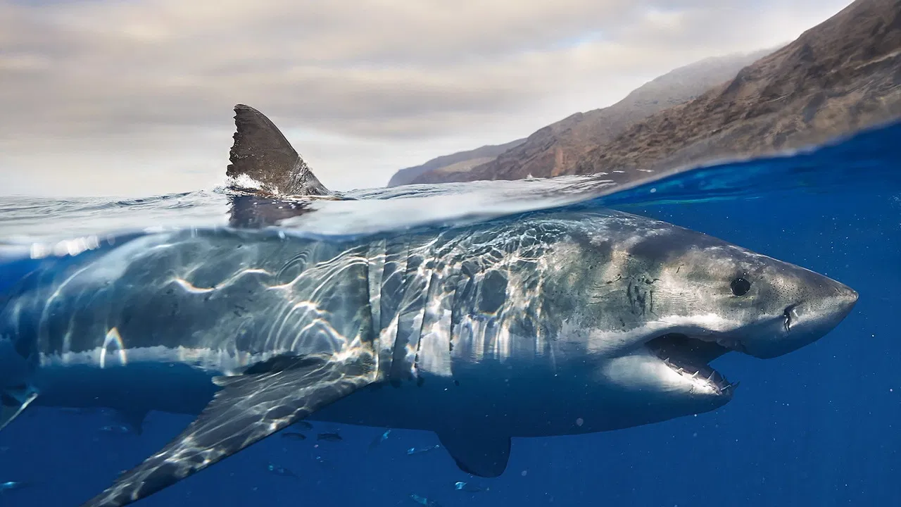 Les requins, maîtres des profondeurs backdrop