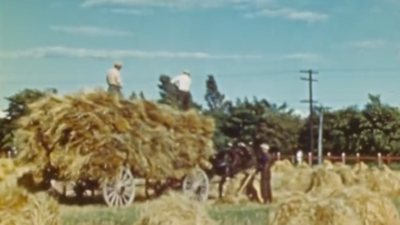The Percheron backdrop