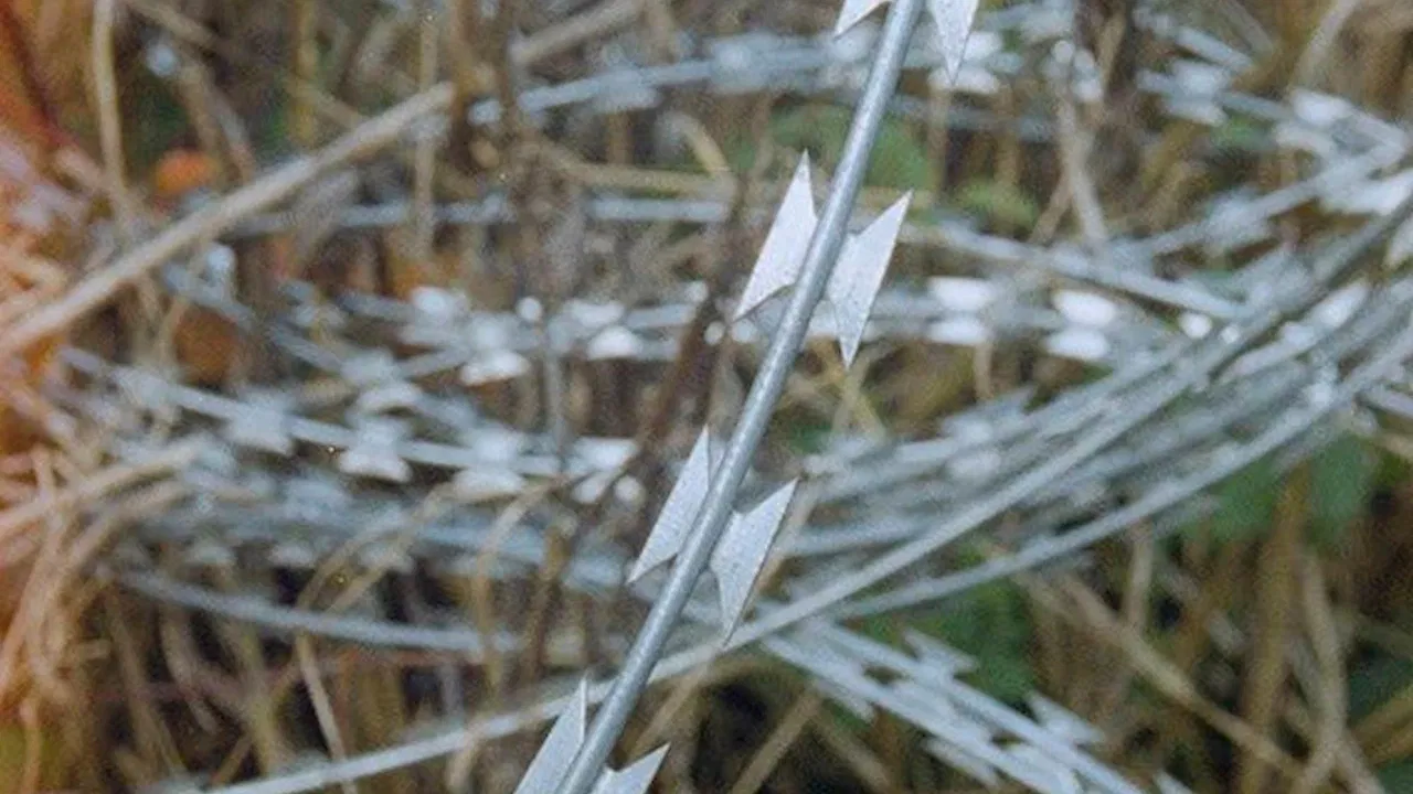 Newsreel 670 – Red Forests backdrop