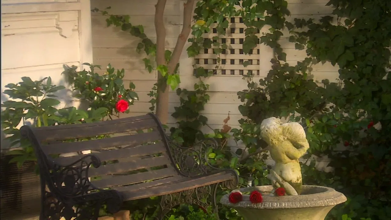 The Last Rose backdrop