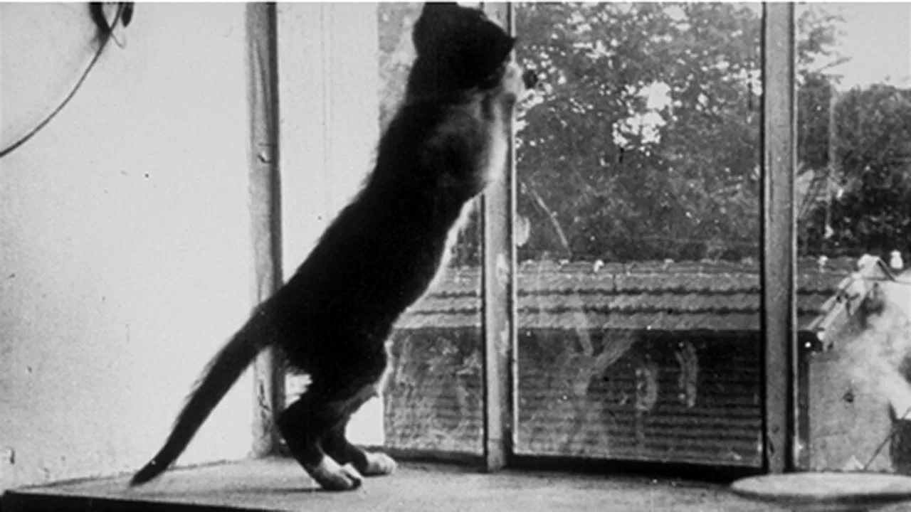 Le chat qui joue backdrop