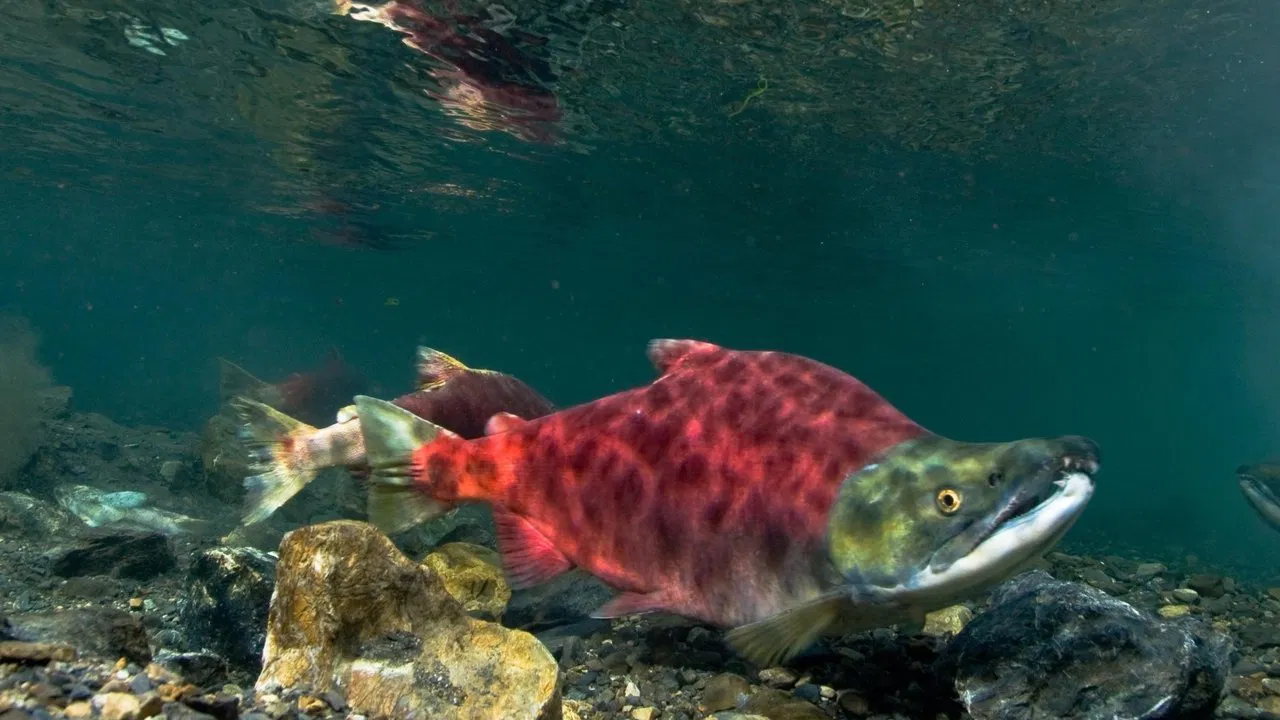 Sockeye Salmon. Red Fish backdrop