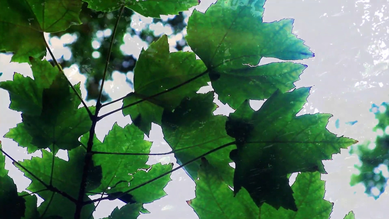 Reflections of Nature backdrop