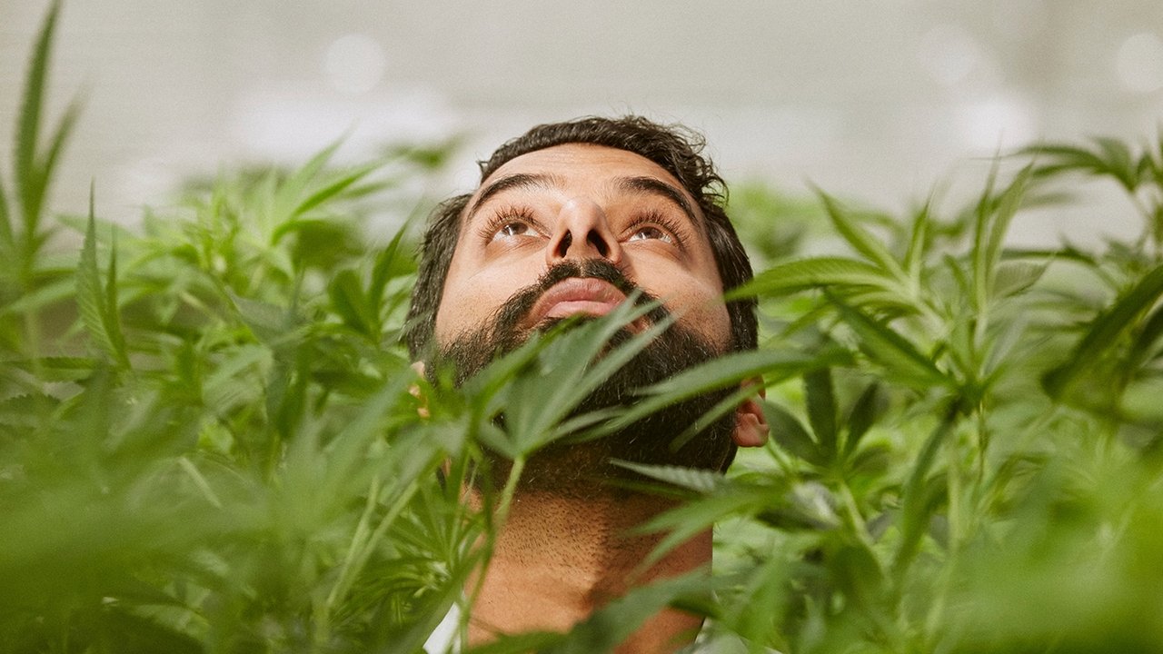 Weediquette backdrop