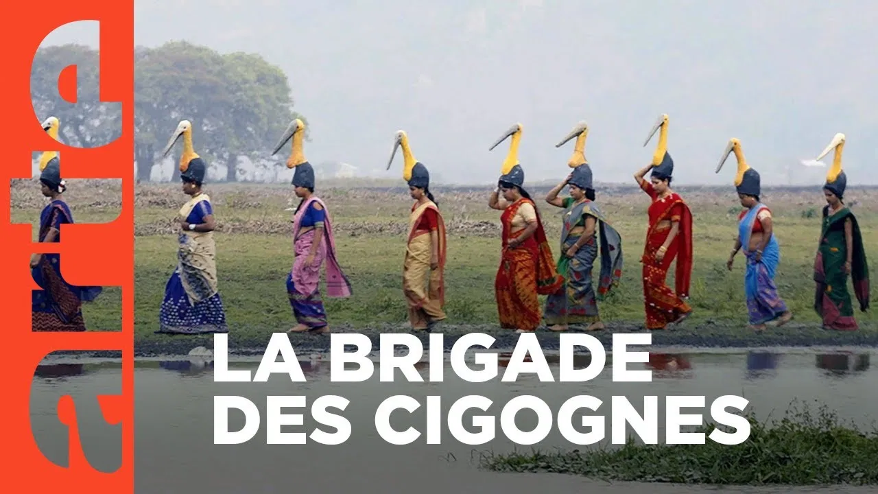 Inde, la brigade des cigognes backdrop