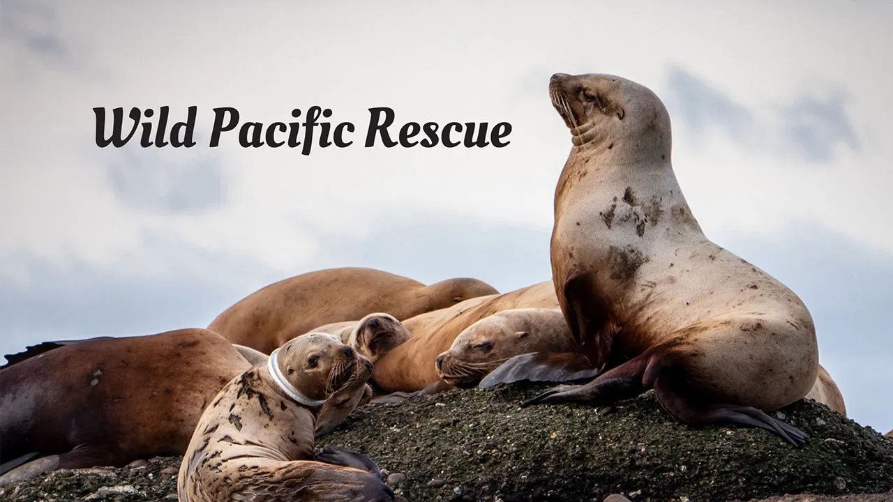 Wild Pacific Rescue backdrop