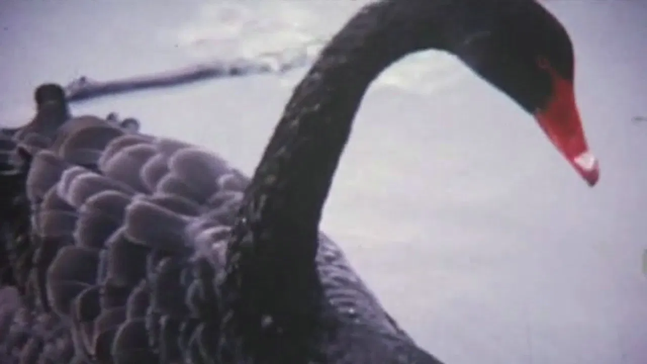 Green Thoughts backdrop