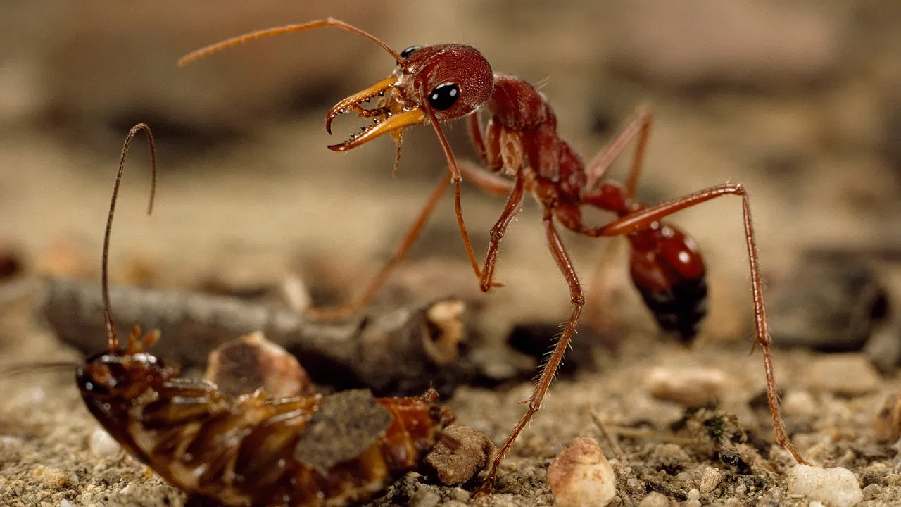 Bite, Sting, Kill backdrop