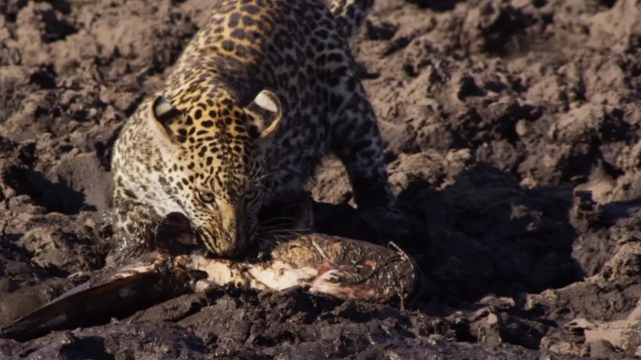 Africa's Fishing Leopards backdrop