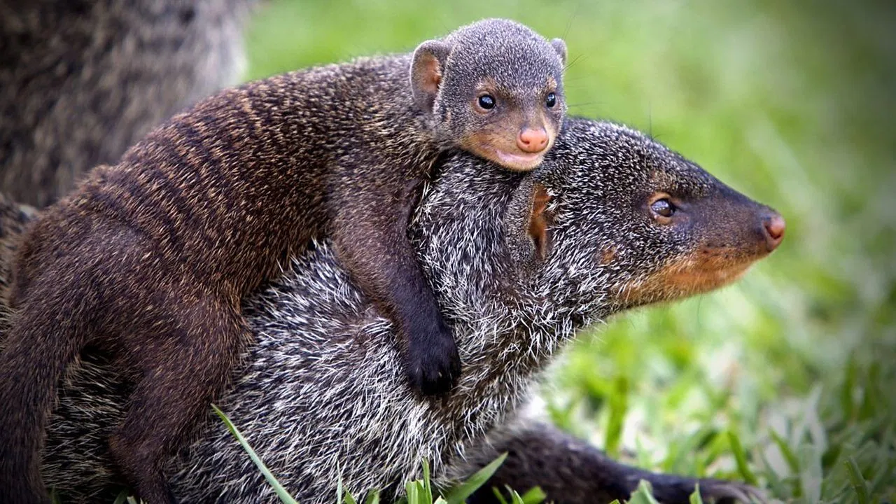 Banded Brothers: The Mongoose Mob backdrop